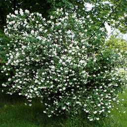      Philadelphus coronarius  